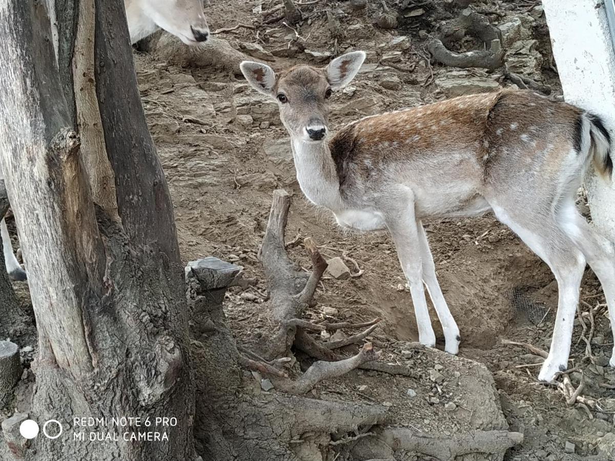 Magarikari Il Silenzioヴィラ エクステリア 写真
